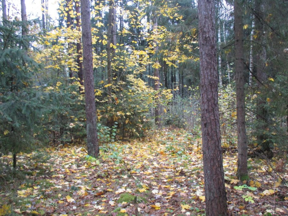 Rudens spalvos Kleboniškio miške
