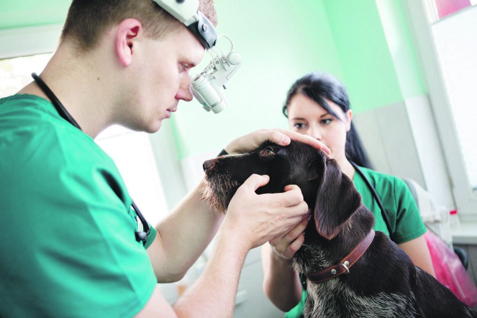 Kaune atidaroma visą parą veikianti veterinarijos klinika