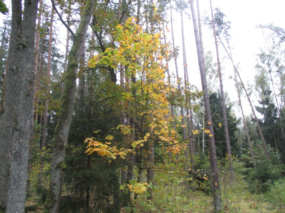 Rudens spalvos Kleboniškio miške