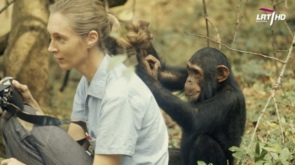 Kuo šimpanzės panašios į žmones?