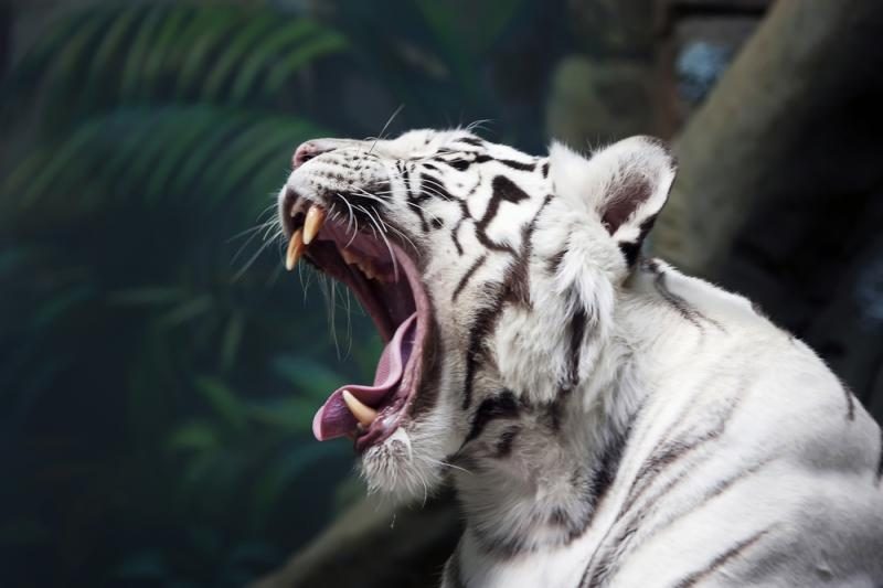 Baltojo tigro jaunikliai Indijoje sudraskė prižiūrėtoją
