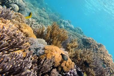 Pasaulio koraliniai rifai iki 2050-ųjų gali visiškai išnykti