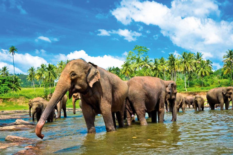 Egzotinės kelionės – norintiems draugauti su drambliais