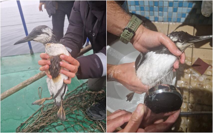 Grėsmės: naftos produktai vandens paukščiams gali būti pražūtingi – jie pažeidžia paukščių plunksnas ir virškinimo traktą.