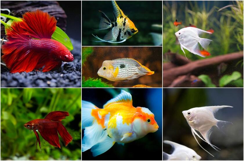 Galimybės: akvariumuose auginamų žuvyčių įvairovė gyvūnų prekių parduotuvėse didelė – nuo didesnių iki miniatiūrinių, nuo vienspalvių iki ryškiaspalvių.