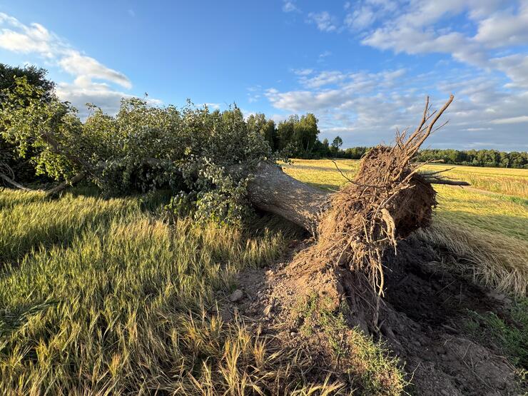 Viesulo padariniai Šiaulių rajone