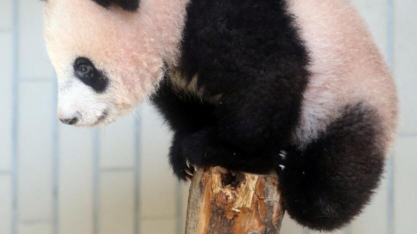 Japonijos zoologijos sode mažylė panda pirmą kartą debiutavo prieš kameras