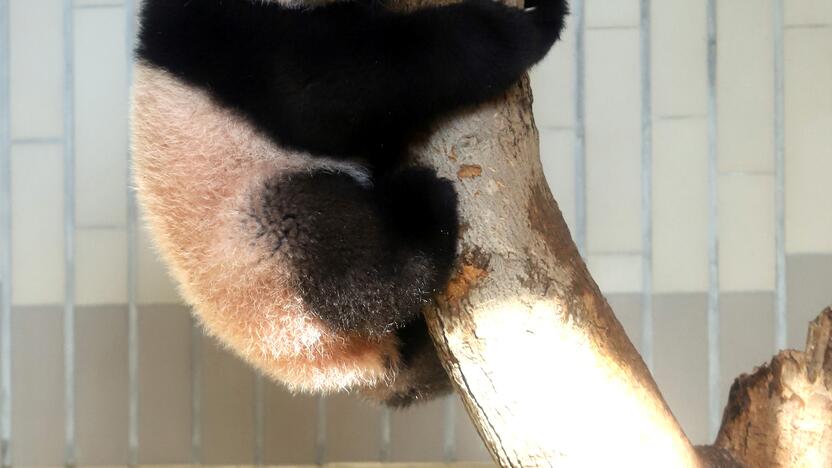 Japonijos zoologijos sode mažylė panda pirmą kartą debiutavo prieš kameras