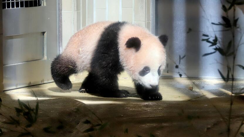 Japonijos zoologijos sode mažylė panda pirmą kartą debiutavo prieš kameras