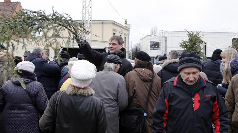 Teatro aikštėje dalinamos eglutės šakos