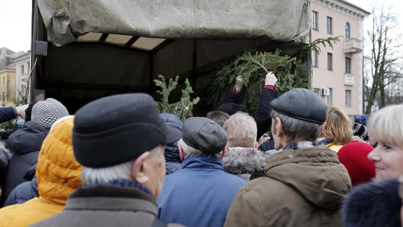 Teatro aikštėje dalinamos eglutės šakos