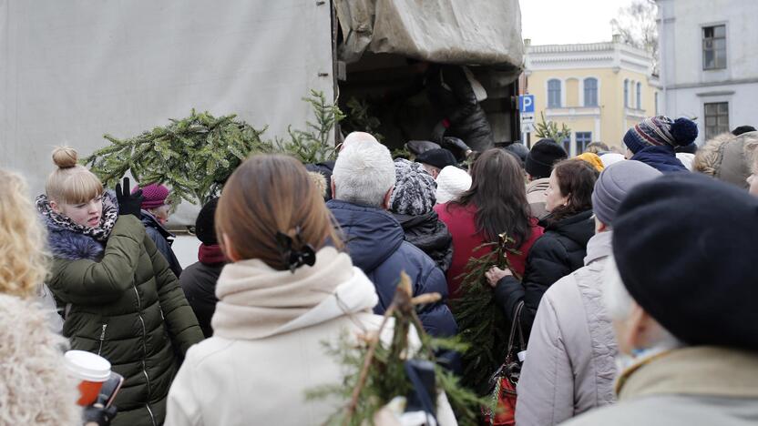 Teatro aikštėje dalinamos eglutės šakos