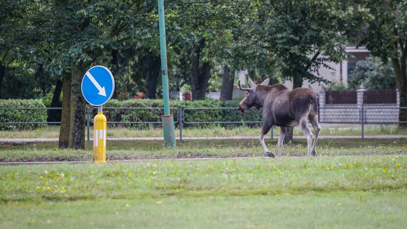 Briedis miesto gatvėmis