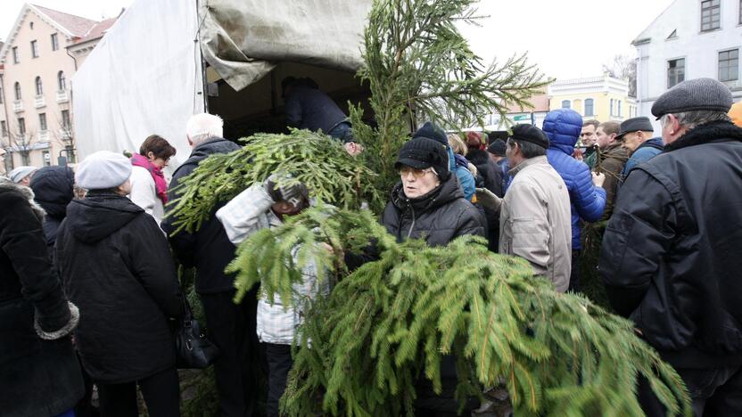 Eglės šakų dalinimas Klaipėdoje