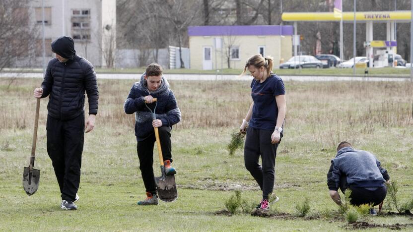 Klaipėdoje sodino pušis iš Neringos