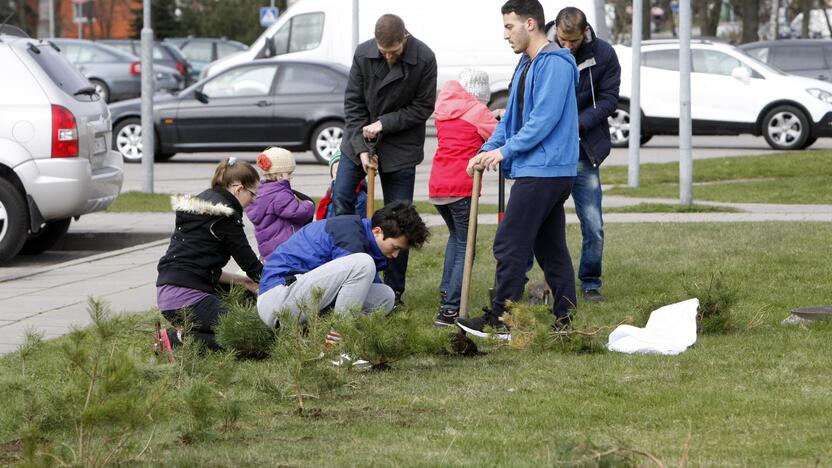 Klaipėdoje sodino pušis iš Neringos