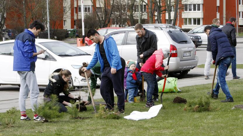 Klaipėdoje sodino pušis iš Neringos