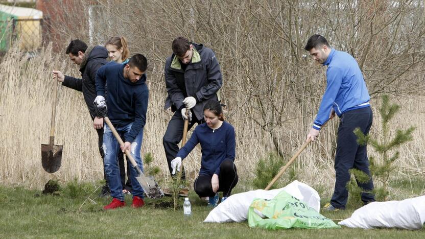 Klaipėdoje sodino pušis iš Neringos