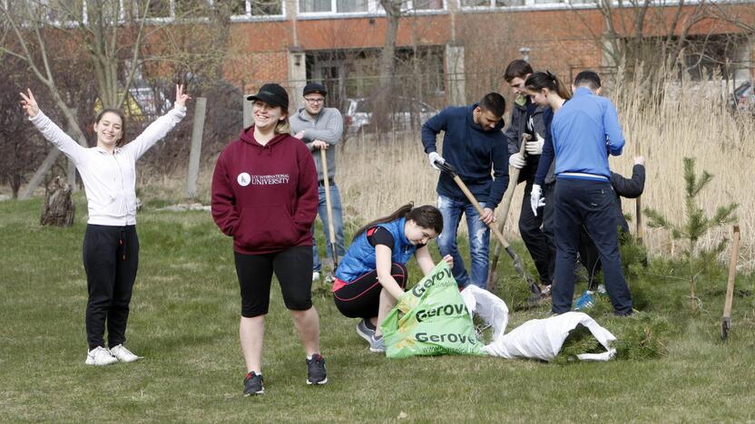 Klaipėdoje sodino pušis iš Neringos