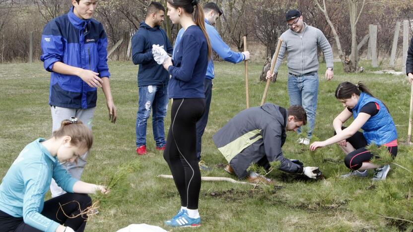 Klaipėdoje sodino pušis iš Neringos