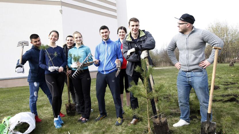 Klaipėdoje sodino pušis iš Neringos