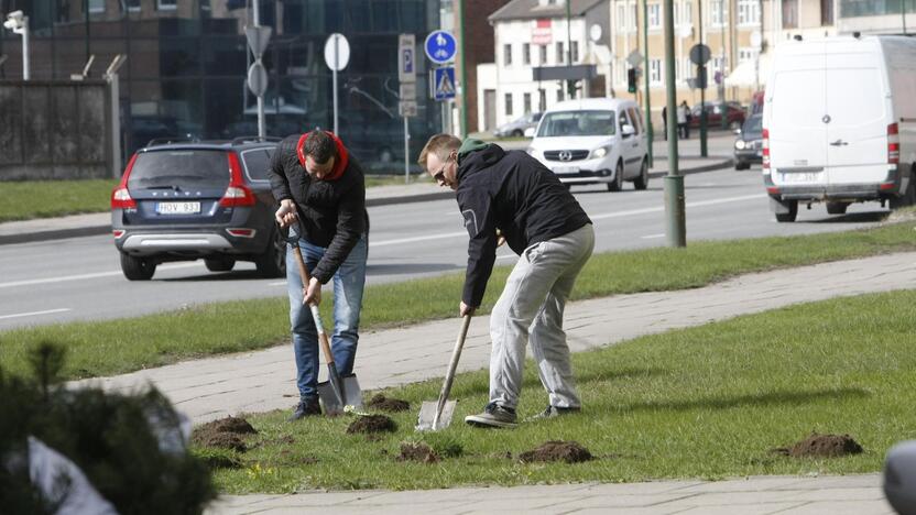 Klaipėdoje sodino pušis iš Neringos