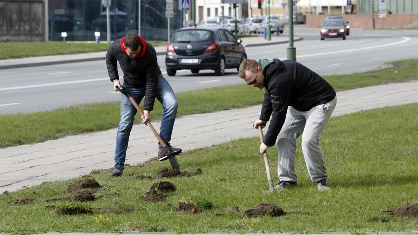 Klaipėdoje sodino pušis iš Neringos