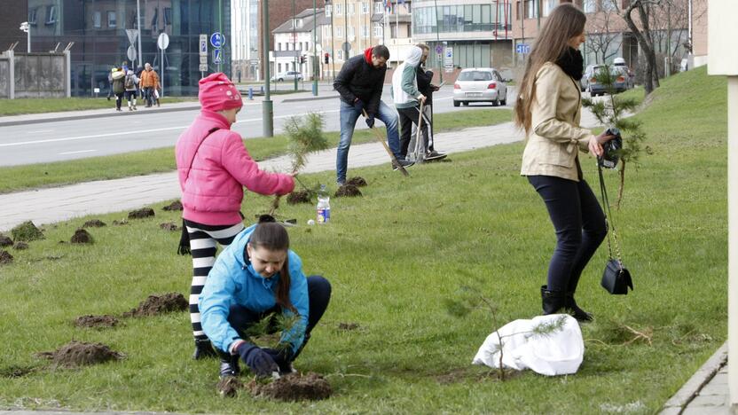 Klaipėdoje sodino pušis iš Neringos