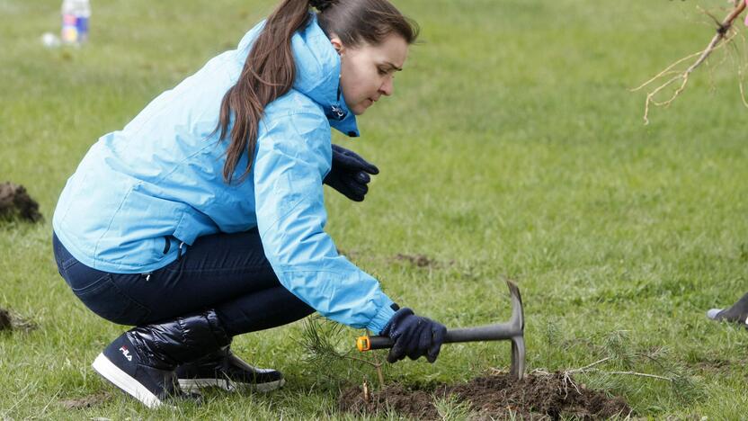 Klaipėdoje sodino pušis iš Neringos