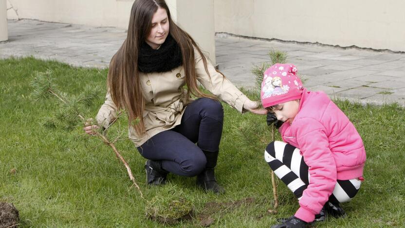 Klaipėdoje sodino pušis iš Neringos