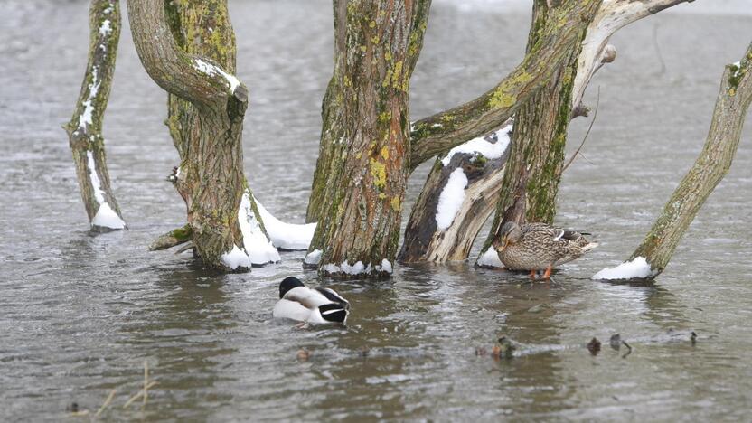 Ieškoti sliekų - į parką