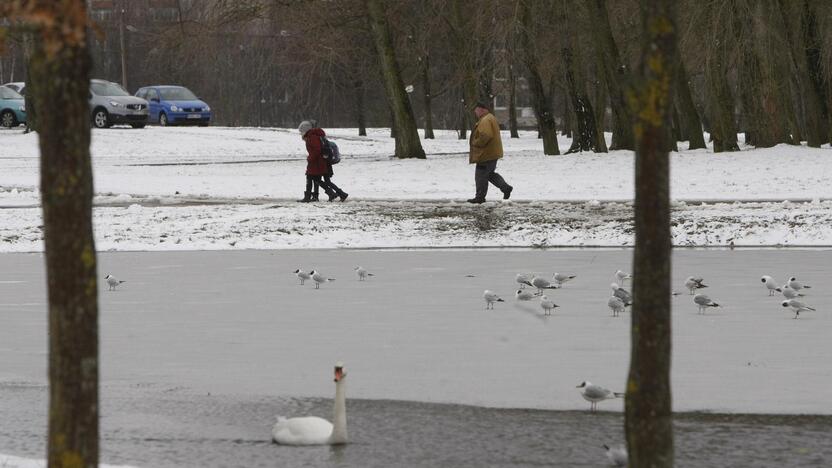 Ieškoti sliekų - į parką