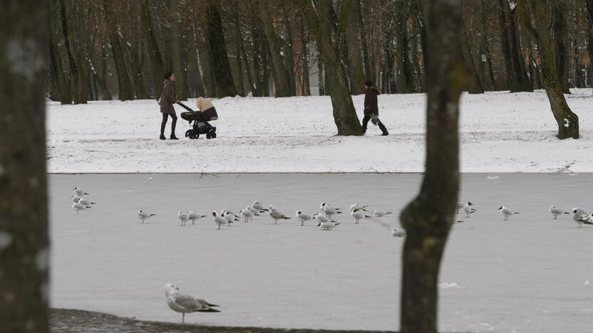 Ieškoti sliekų - į parką