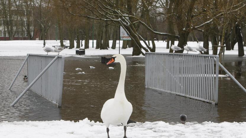 Ieškoti sliekų - į parką