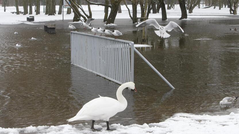 Ieškoti sliekų - į parką