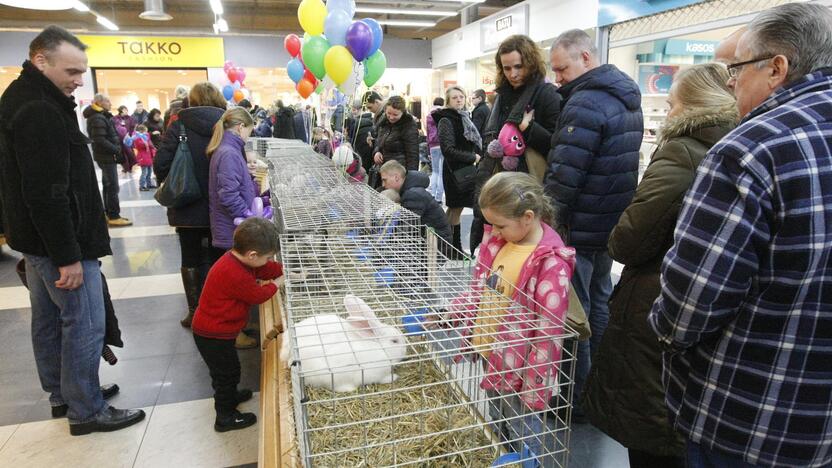 Triušių paroda Klaipėdoje