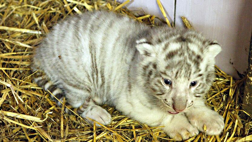 Klaipėdos zoologijos sode gimė baltosios tigriukės