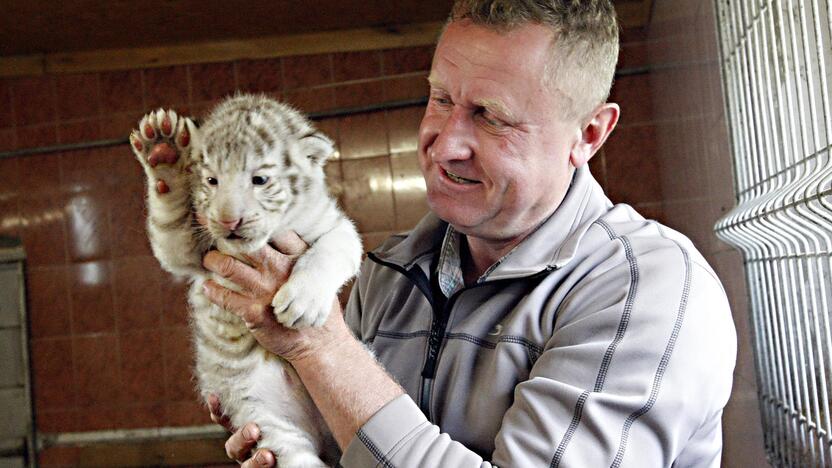 Klaipėdos zoologijos sode gimė baltosios tigriukės