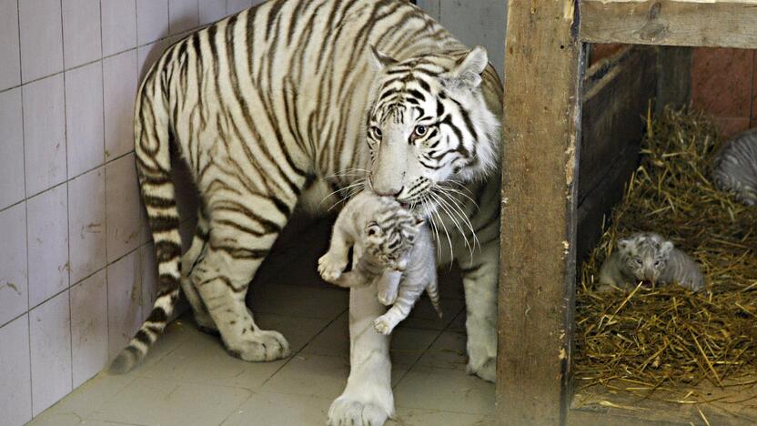 Klaipėdos zoologijos sode gimė baltosios tigriukės