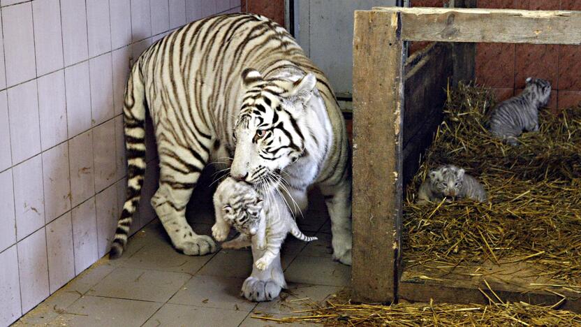 Klaipėdos zoologijos sode gimė baltosios tigriukės