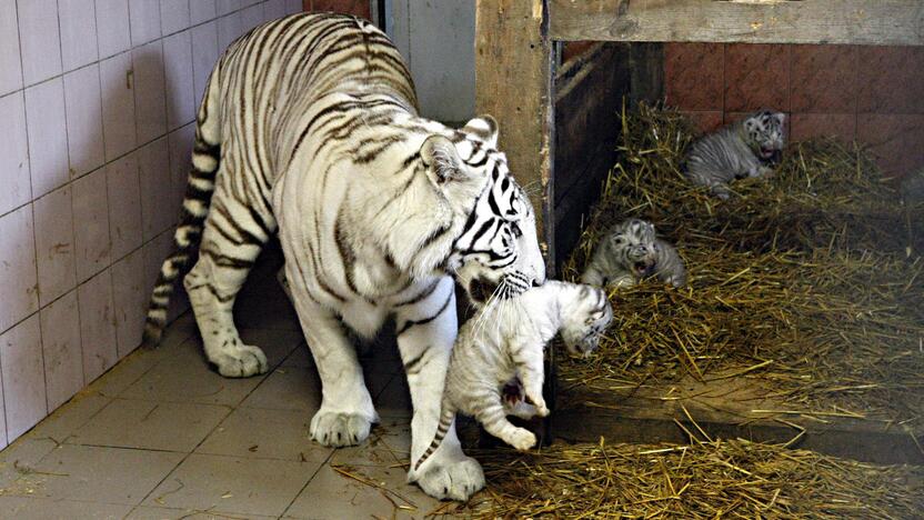 Klaipėdos zoologijos sode gimė baltosios tigriukės