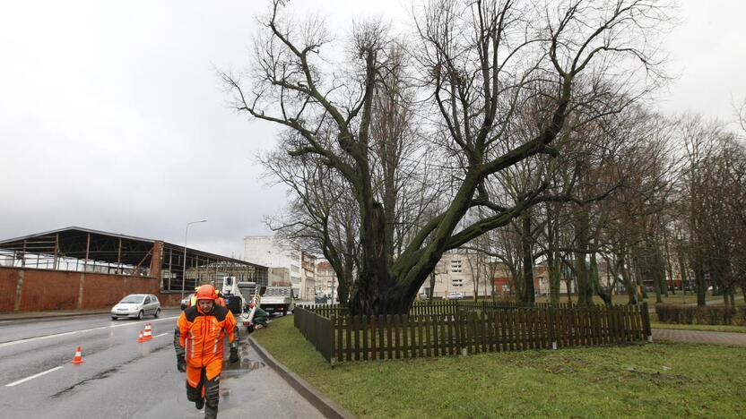 Gelbėja storąją liepą