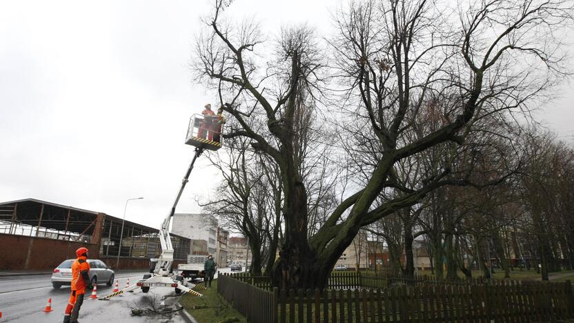 Gelbėja storąją liepą