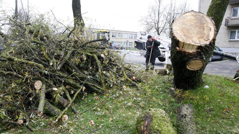 Per plauką nuo nelaimės: virsdamas medis vos nesužalojo klaipėdiečių