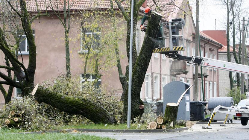 Per plauką nuo nelaimės: virsdamas medis vos nesužalojo klaipėdiečių