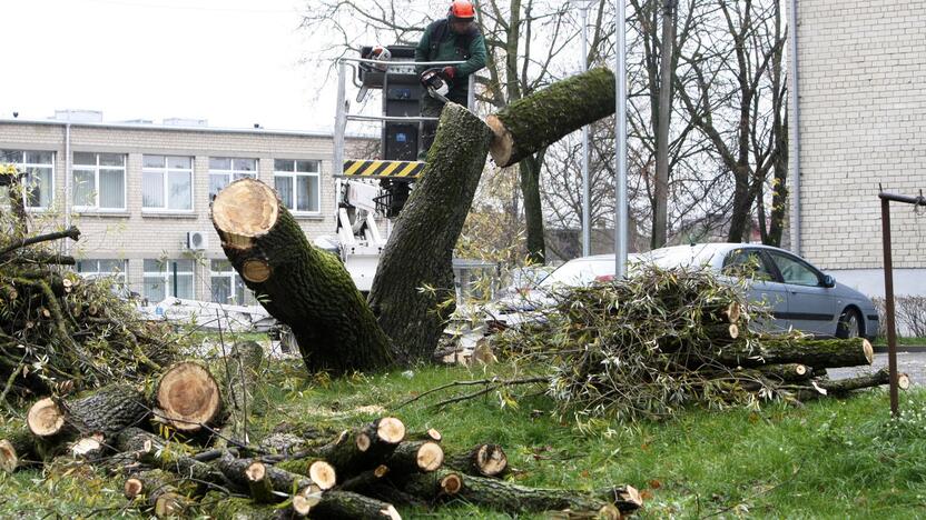 Per plauką nuo nelaimės: virsdamas medis vos nesužalojo klaipėdiečių