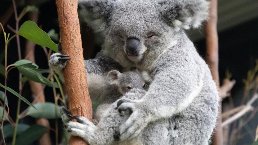 Pasiūlymas: Šiaurės Izraelyje įsikūręs Gan-Guru zoologijos sodas siūlo romantiškas naktines ekskursijas pas Australijos gyvūnus.