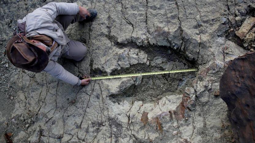 Atradimas: rasti beveik identiški dinozaurų pėdsakai, nutolę vienas nuo kito 6 tūkst. km atstumu, patvirtinantys senovinio superkontinento, vadinamo Gondvana, egzistavimą.