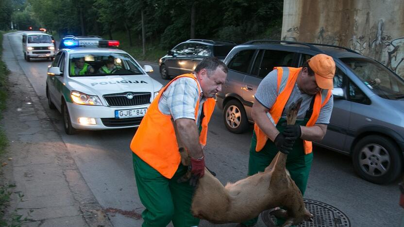 Įspūdinga: vien pernai vairuotojams buvo išmokėti beveik 3 mln. eurų avarijų su gyvūnais nuostoliams padengti. 