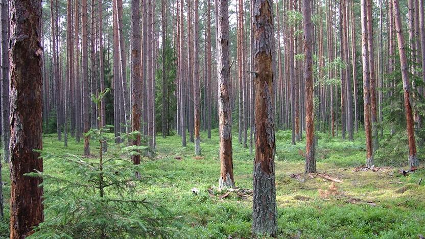 Vabzdžių pakenkti džiūstatntys eglynai.